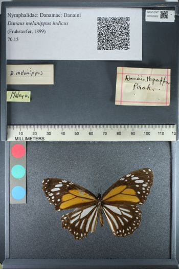 Media type: image;   Entomology 165902